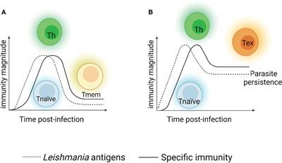 T Lymphocyte Exhaustion During Human and Experimental Visceral Leishmaniasis